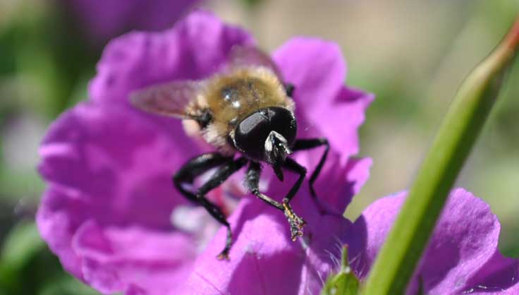 5 Pollinator Benefits