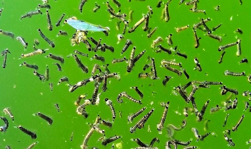 mosquito larvae on green background 