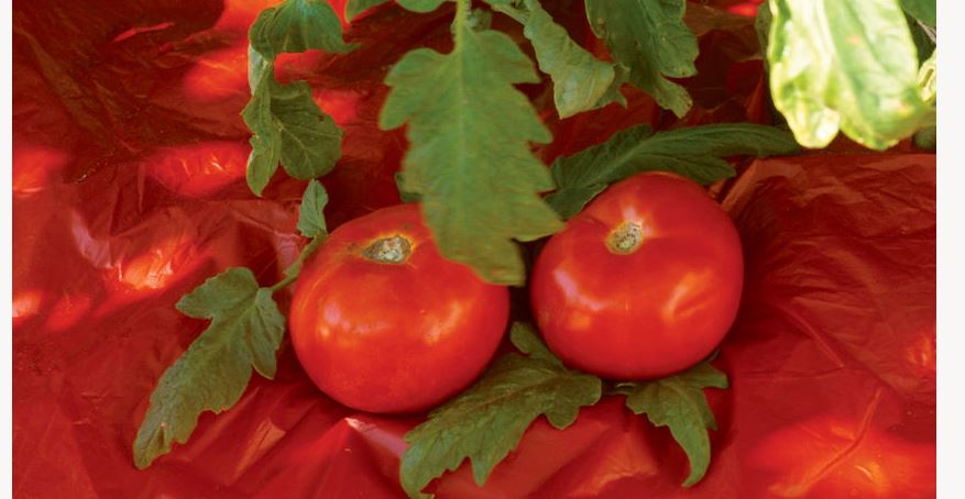  red plastic sheeting as mulch for tomato plants