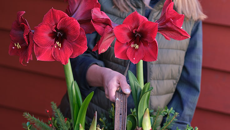 amaryllis in basket