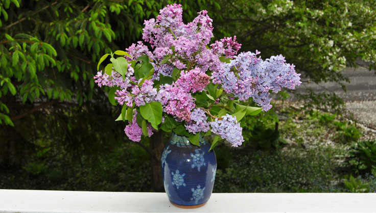 Image of A white lilac bush in a vase