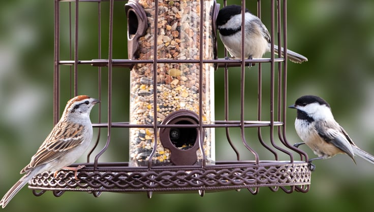 Birds on birdfeeder