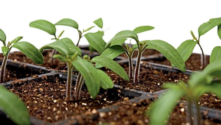 When to Start Your Seeds Indoors | Gardener's Supply