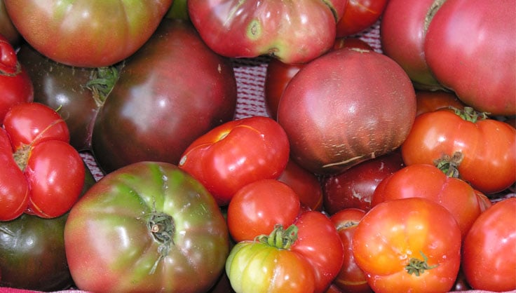 A table with different types of tomatoes