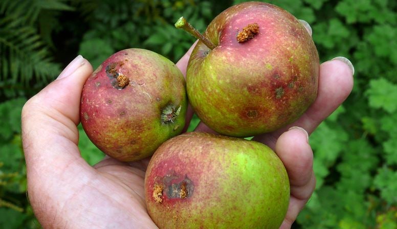 damage to apples caused by codling moth larvae 