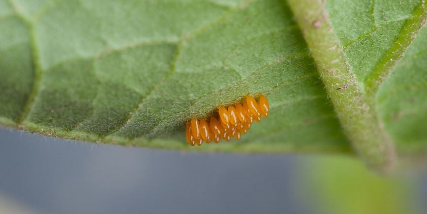 5294 colorado potato beetle larvae