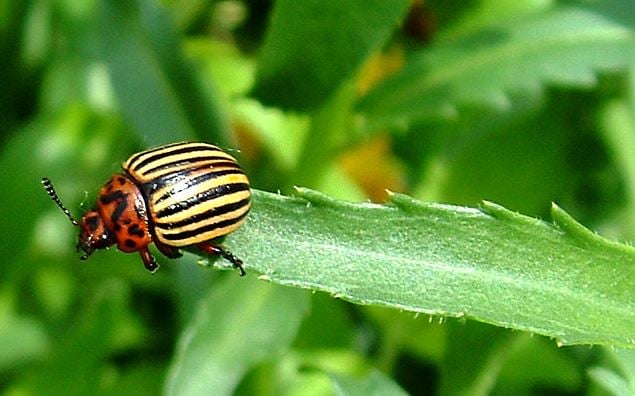 Colorado potato beetle