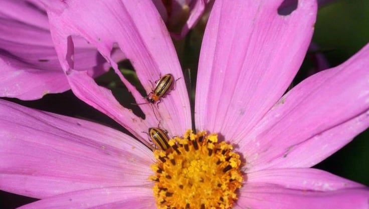 cucumber beetle on cosmos