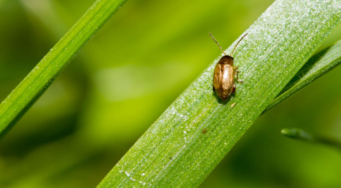 flea beetle 