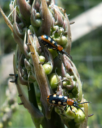 Asparagus beetle on sale