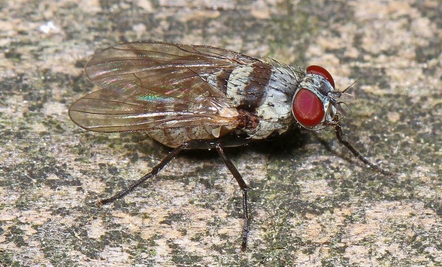 root maggot fly 