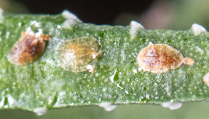 Scale on aloe plant