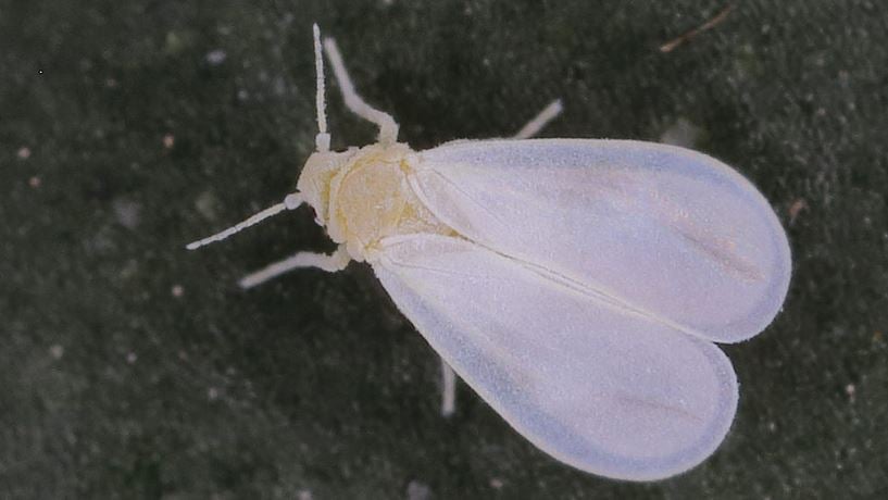 whitefly 