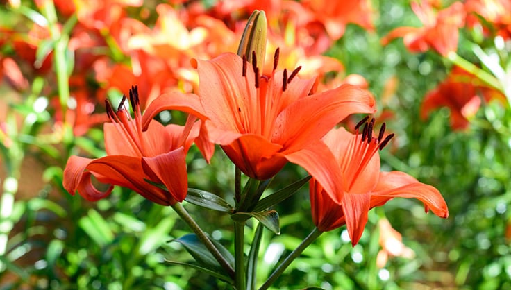 brightly colored lilies in full bloom