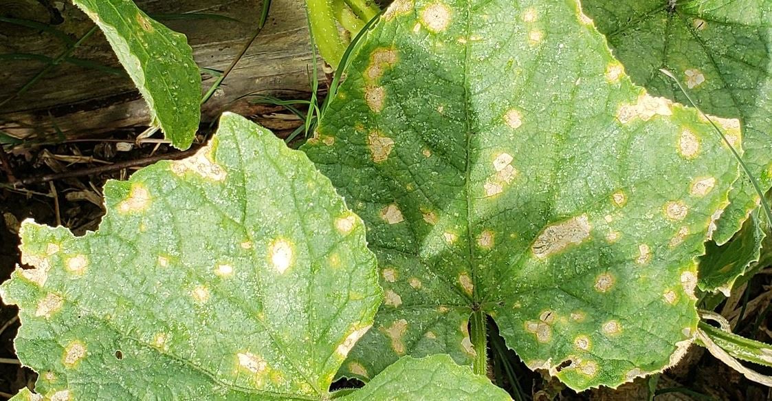 anthracnose damage on cucumber leaves 