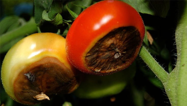 What Helps With Bottom Rot on Tomatoes 