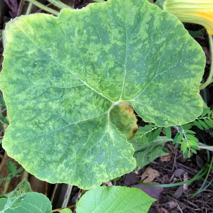 Cucumber leaf showing the characteristic mottling of the cucumber mosaic virus