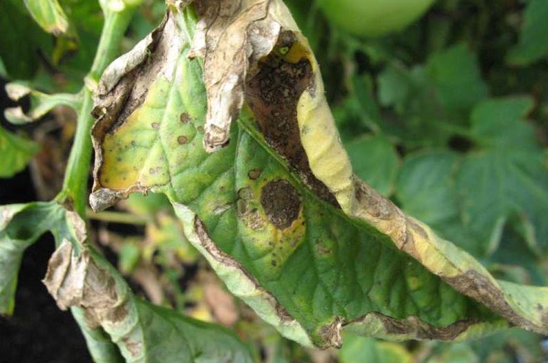 early blight on a tomato leaf 