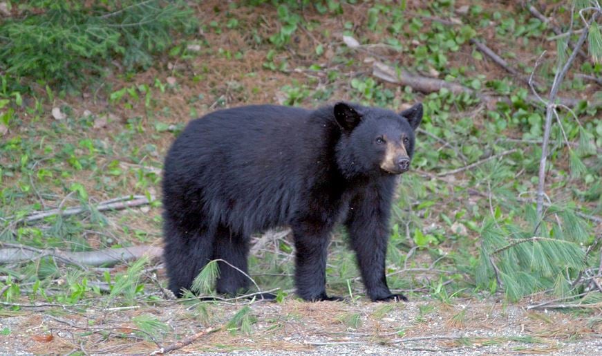 back bear in Maine 