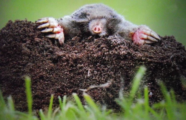 Mole Peeking Above the Soil and Lawn