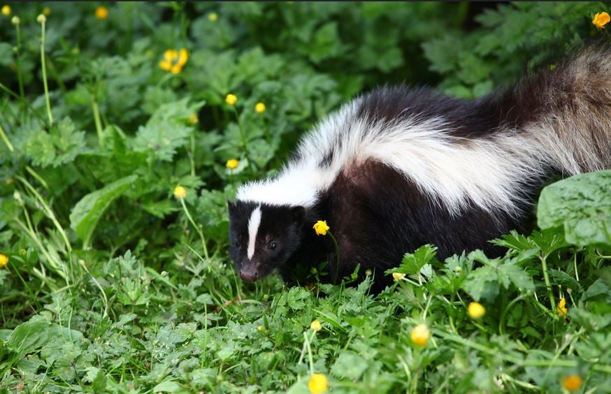 skunk amongst some wildflowers 