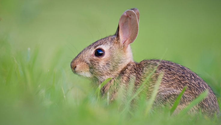 Rabbit Repellent: Natural Options in the Garden