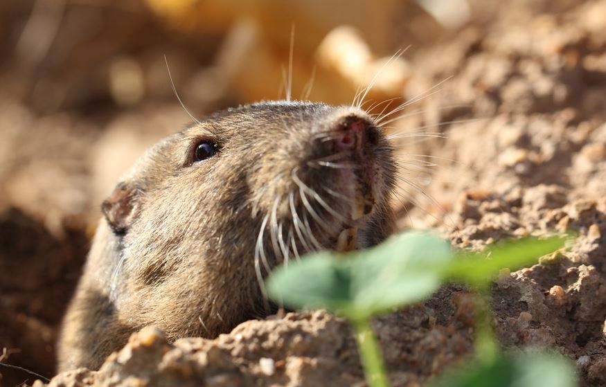 gopher peeking out of the soil