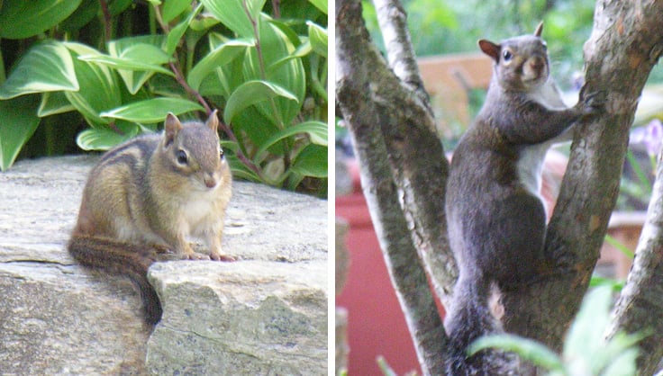 squirrel and chipmunk