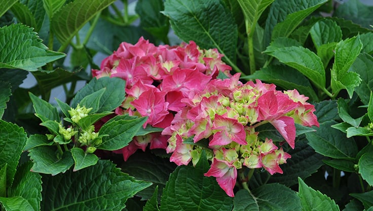 red hydrangea