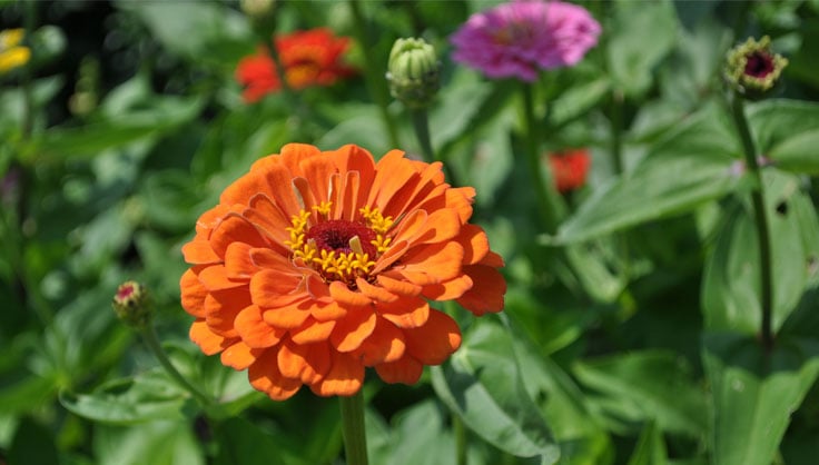 I. Introduction to Growing Annuals for Seasonal Color