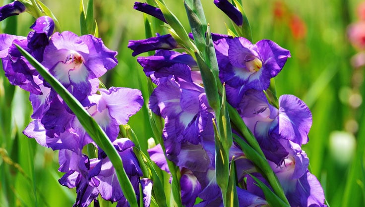 gladiolus