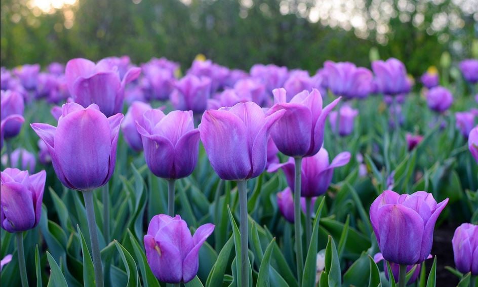 Are Purple Tulips Okayto Gift Men 