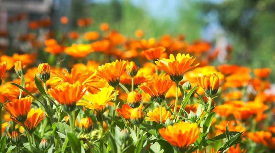 hundreds of orange calendula flower blossoms 