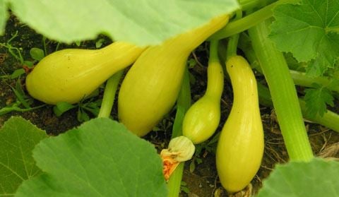 Image of Crookneck squash plant growing in a hanging basket