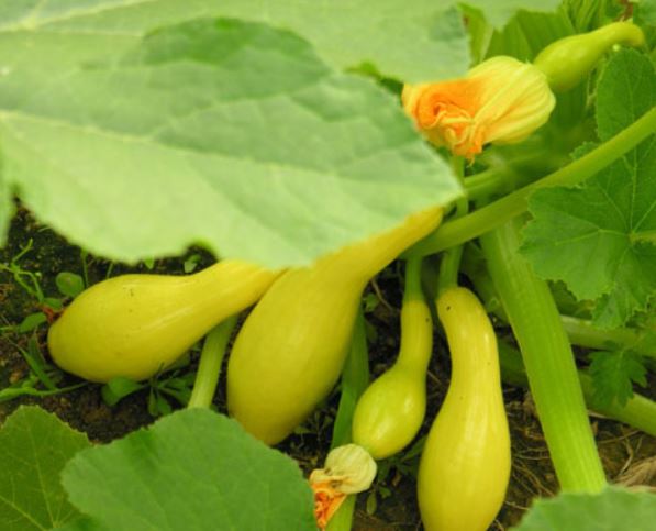 Image of Crookneck squash in a wooden planter