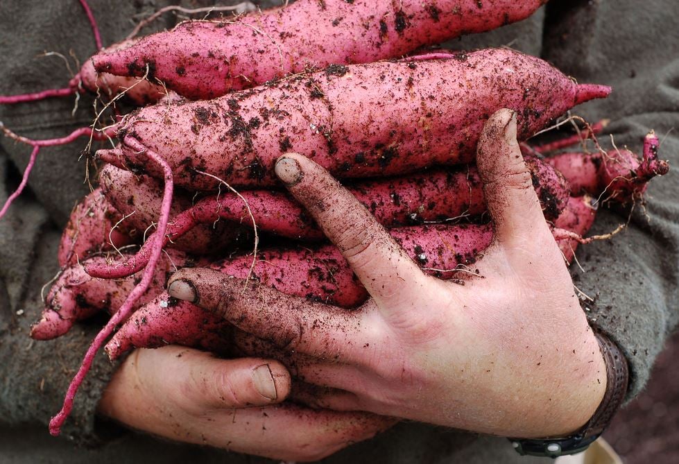  person holding an armful of sweet potatoes, just harvested.