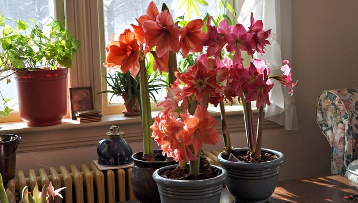 Amaryllis in bloom