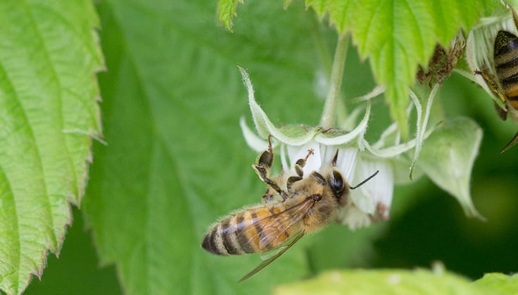 honeybee on raspberry flower