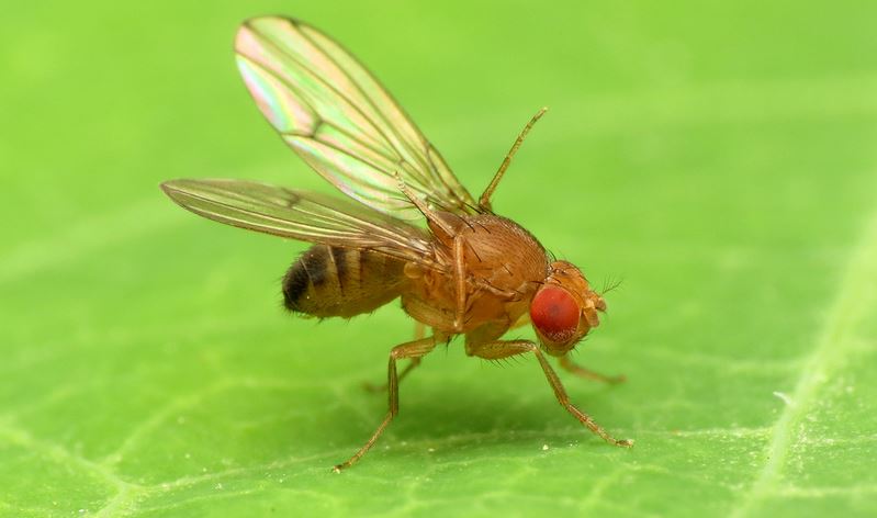 https://www.gardeners.com/globalassets/articles/gardening/hero_thumbnail/7303-fruit-fly.jpg