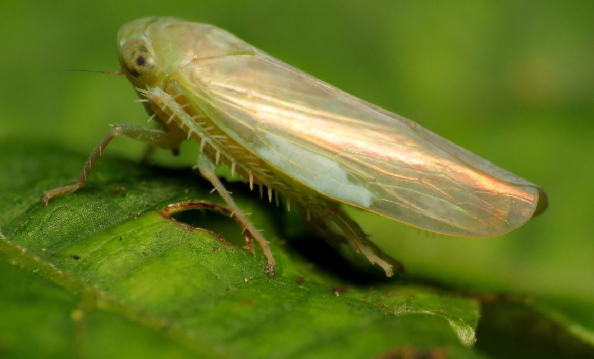 Leafhoppers - Leaf Hoppers | Gardeners.com