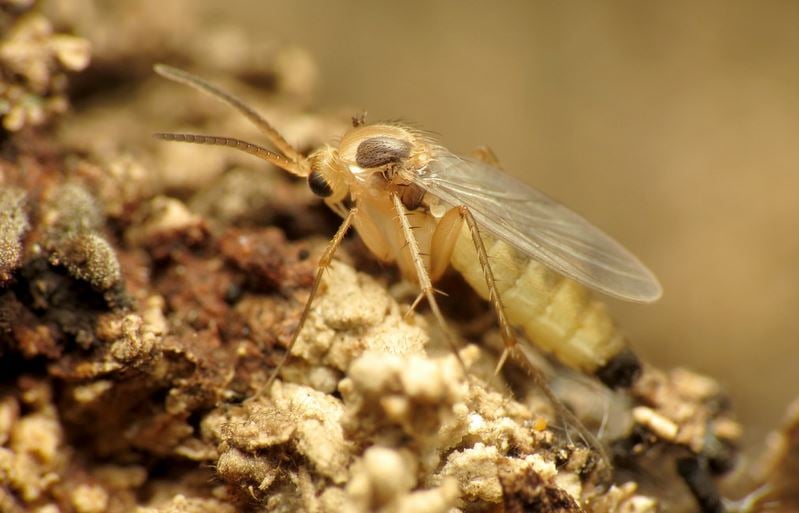 Fungus Gnats: How to Get Rid of Fungus Gnats in Houseplants