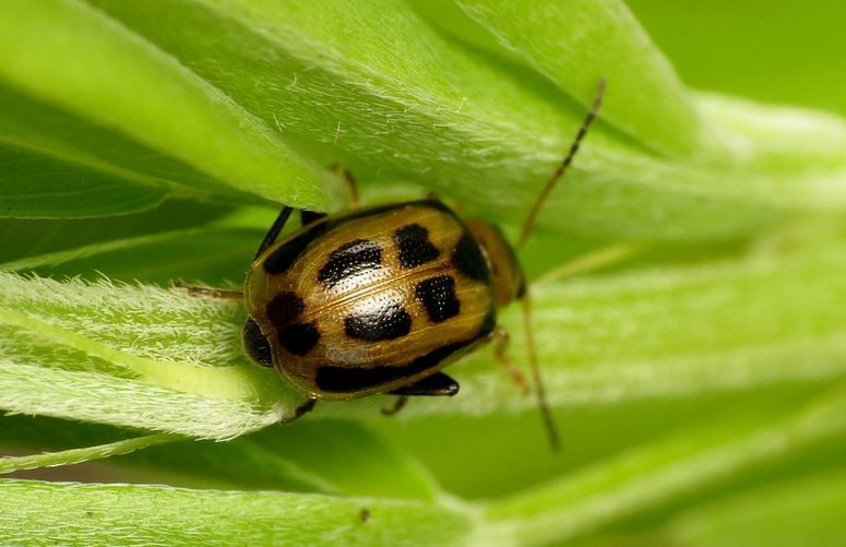 bean leaf beetle 
