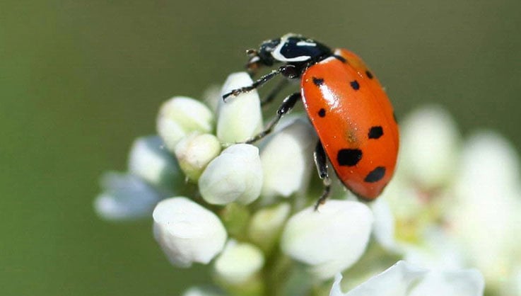 native lady beetle