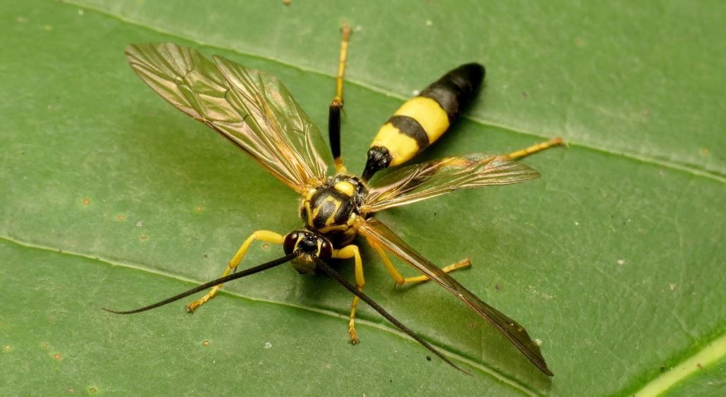 7330-parasitic-wasp.jpg