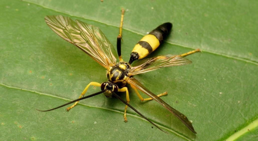 parasitic wasp 