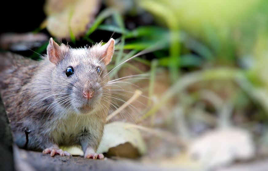 rat outdoors