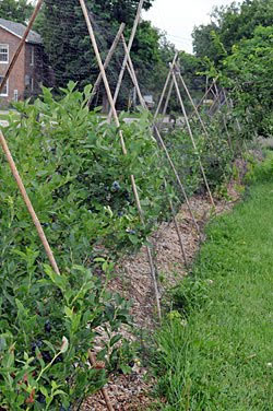 Protecting Berries from Birds | Gardener's Supply Protecting Berries from Birds | Gardener's Supply