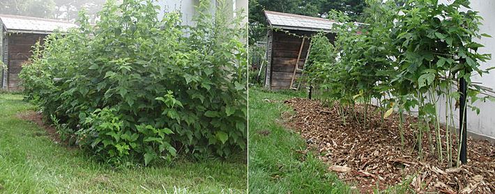 Learn About The Planting And Care Of Raspberries