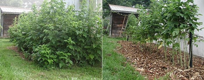raspberry bushes before and after pruning 