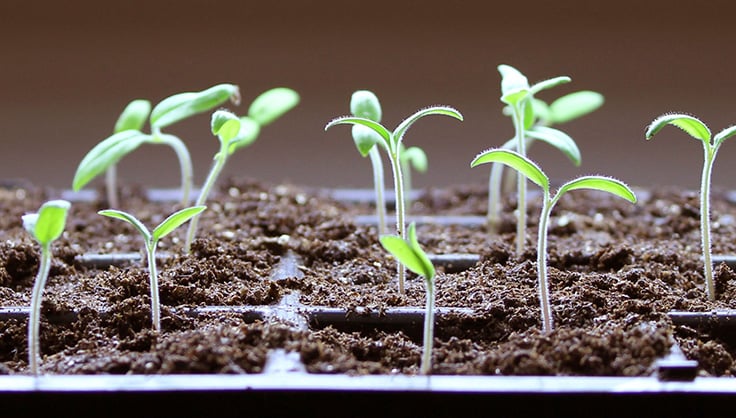 tomato seedlings under grow lights